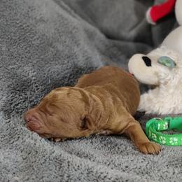 Poodle puppies from Legacy Pets
