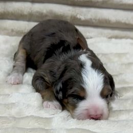 Smores - Merle male Bernedoodle puppy in Janesville, Wisconsin from Zakadoodles