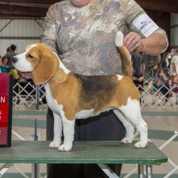 Rosie - Beagle
