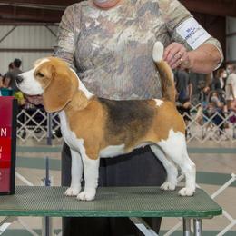 Rosie - Beagle