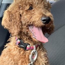 Regina - Red  female Poodle puppy in Cape Coral, Florida from Katherine’s Yorkies and Poodles