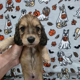 Shaded cream 1 - Red male Dachshund puppy in West Plains, Missouri from Spring Creek Dachshunds