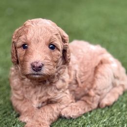 Chip - Apricot male Australian Labradoodle puppy in Mansfield, Ohio from Providence Labradoodles, LLC