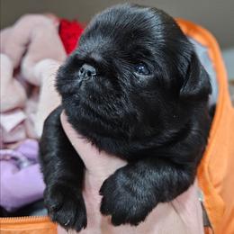 Boy - Black male Brussels Griffon puppy in Fyffe, Alabama from BamaBrussels
