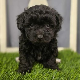 Roxie - Black female Yorkipoo puppy in Coolidge, Arizona from Effervescent-Pooches