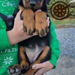Brown - Black and rust female Beauceron puppy in Batavia, New York from Oakland Beaucerons