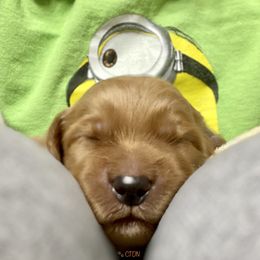 Goldendoodle Puppies from Central Texas Doodle Nest Kennel