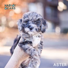 Cavapoo, Cavapoochon, and Companion Cross Puppies from Habibi Bears