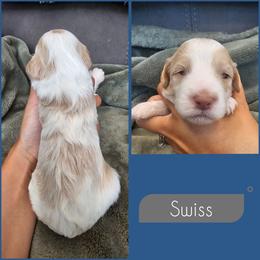 Swiss - Buff and white male Cockapoo puppy in Zanesville, Ohio from Southtown Doodles LLC