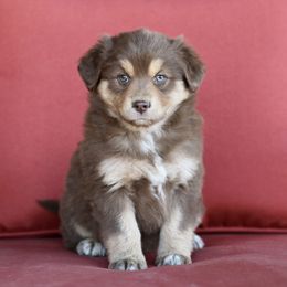 Australian Shepherd, Miniature American Shepherd, Miniature Australian Shepherd, and Toy Australian Shepherd Puppies from Painted Blue Aussies