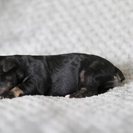 Seraphena - Black and silver female Miniature Schnauzer puppy in Tremonton, Utah from Rocky Mountain Schnauzer