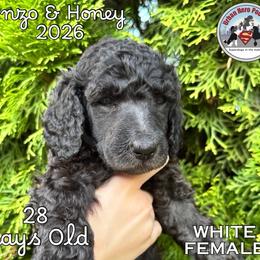 Girl 4 - Silver female Poodle puppy in Tullahoma, Tennessee from Urban Hero Poodles