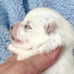 BEAU - White male Pomeranian puppy in Pavilion, New York from Calverton Pomeranians