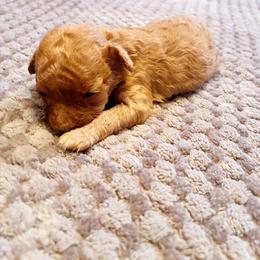 Mardian - Red  female Poodle puppy in Jersey City, New Jersey from Tuts Pups Cafe