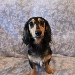 Furnancy - Dachshund