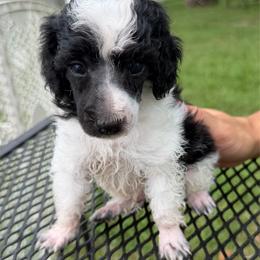 Messi - Parti male Poodle puppy in Florence County, South Carolina from Modern Family Standards