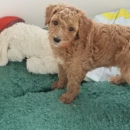 Poodle Puppies from Derby Family Poodle
