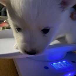 Snow - Pomsky puppy in Bronx, New York from DeLeon’s Wolfpack Pomsky’s