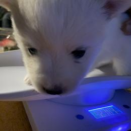 Snow - Pomsky puppy in Bronx, New York from DeLeon’s Wolfpack Pomsky’s