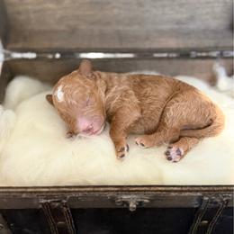 Tecova - Red  male Poodle puppy in Ault, Colorado from The Peaks Premium Poodles