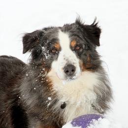 Colt - Australian Shepherd