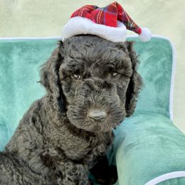 Oreo - Black male Goldendoodle puppy in De Bary, Florida from Lena’s “Christmas Cookies”