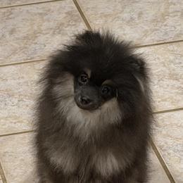 Buzz - Black and tan male Pomeranian puppy in Muskogee, Oklahoma from Wonderlust Pomeranians
