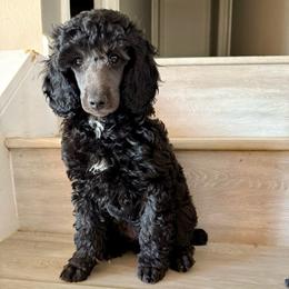 Dove - Black female Poodle puppy in Peyton, Colorado from Fuzzybottoms Ranch LLC