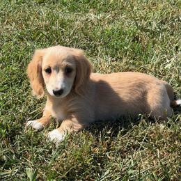 Milo - Cream male Dachshund puppy in Stuart, Iowa from Johnson Family Paws