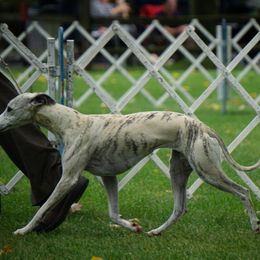Saluki and Whippet All Grown Up from Aeolus Salukis & Whippets