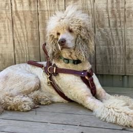 Flynn - Poodle