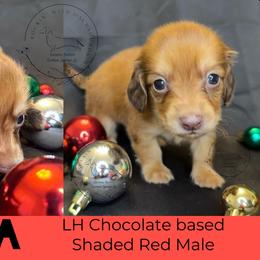 Kiba - Chocolate male Dachshund puppy in Denham Springs, Louisiana from Rockin’ with Dachshunds
