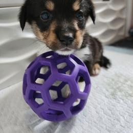Pembroke Welsh Corgi Puppies from Shelly Bean Corgis