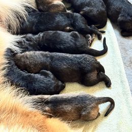 Female 1 - Black and red female German Shepherd puppy in Litchfield, Ohio from Eden Shepherds