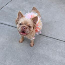 Goldie - French Bulldog