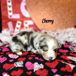 Girl 1 - Blue merle Miniature Australian Shepherd puppy in Cusick, Washington from Dry Ridge Miniature Australian Shepherds