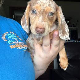 Marco - Dapple male Dachshund puppy in Mountain Home, Arkansas from Furry Friends Kennel