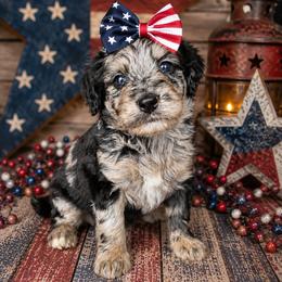 Girl 1, Marla - Blue merle female Bernedoodle puppy in Delphos, Ohio from Route 66 Poodles & Doodles, Sapphire Shih-tzu's of Ohio