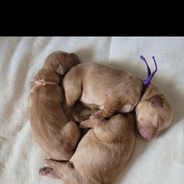 Golden Retriever Puppies from Country Road Golden Retrievers