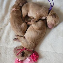 Golden Retriever Puppies from Country Road Golden Retrievers