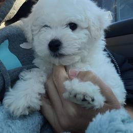 AKC Bichon Frise - Girl 1 - White female Bichon Frise puppy in Spokane Valley, Washington from Anna's Bichon Frise