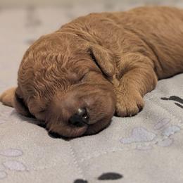 Tan collar - Cream male Goldendoodle puppy in Connecticut from Valley View Doodles