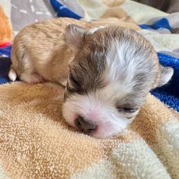 Toffee - Fawn and white male Chihuahua puppy in Canton, Ohio from Elysium Fields Chihuahuas