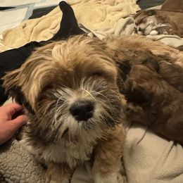 Bug - Lhasa Apso