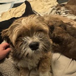 Bug - Lhasa Apso