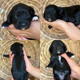 Lucy - Black female Cavapoo puppy in Yuciapa, California from AlltheDoodlez_