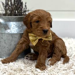Simba - Yellow collar - Apricot male Goldendoodle puppy in Arlington, Washington from Anderson Goldendoodles