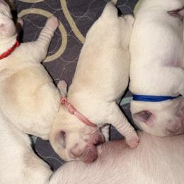 Girl 1 - Yellow female Labrador Retriever puppy in Gilbert, Arizona from Mad Rabbit Labradors