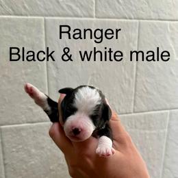 Ranger - Black and white male Bernedoodle puppy in Fallon, Nevada from Wild Roots Doodles
