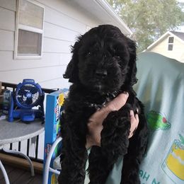 Kash - Black and white male Cockapoo puppy in Maize, Kansas from Happy Doodles- Cockapoo and Cavapoo puppies